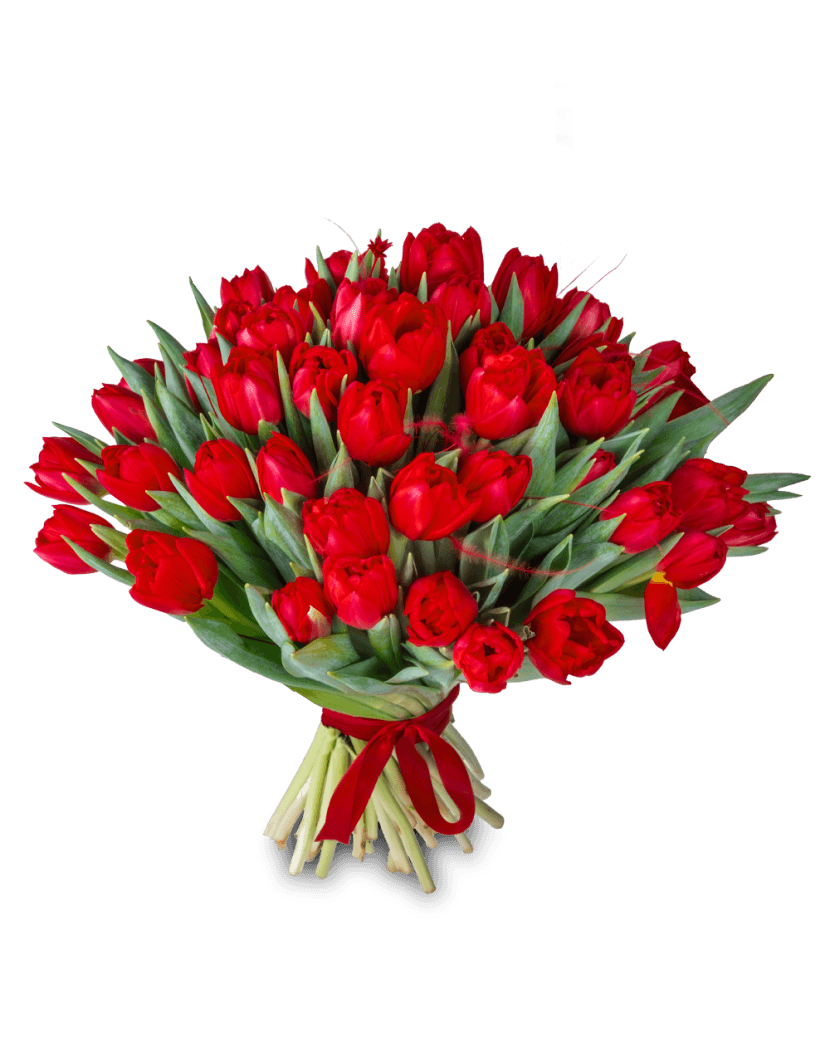 Červené tulipány